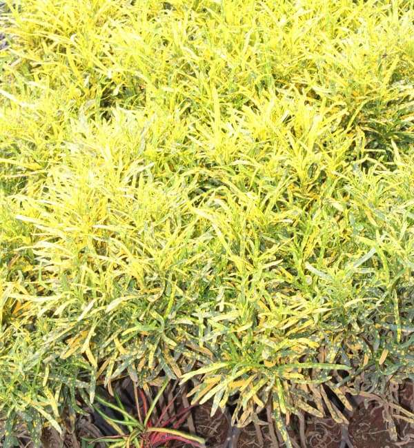 Aucuba japonica (Gold Dust)